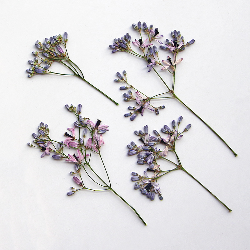 120pcs Pressed Dried Melia aze - Dried Flower Bookmark recensie en prijs
