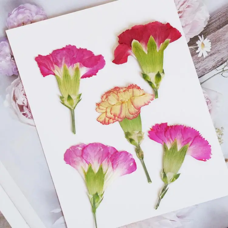 6pcs/4-7cm,Carnation dried flo - Dried Flower Bookmark recensie en prijs
