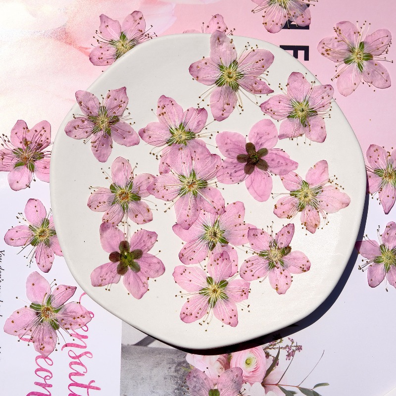 3-4cm./6pcs,Pink Peach Blossom - Dried Flower Bookmark recensie en prijs