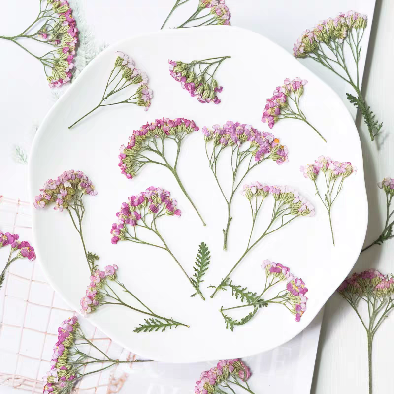 60pcs Pressed Dried Yarrow Ach - Dried Flower Bookmark recensie en prijs