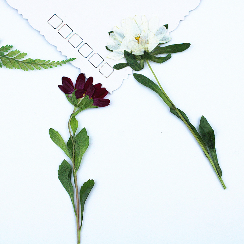 24pcs,Mini Chrysanthemum Press - Dried Flower Bookmark recensie en prijs